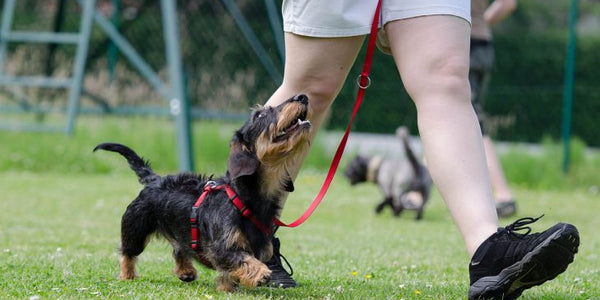 Dog Training & Obedience Courses – Why is it important?