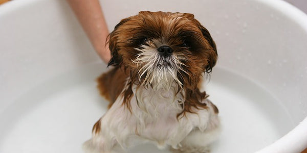 Home Grooming Tips for Dogs