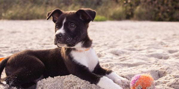 Best Types Of Dog Toys For Your Furry Friend