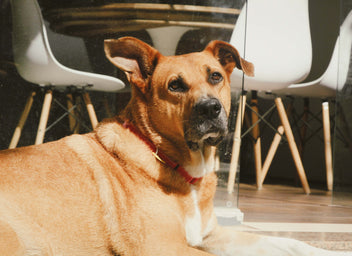 Dog Friendly Restaurants To Visit In Singapore 2023