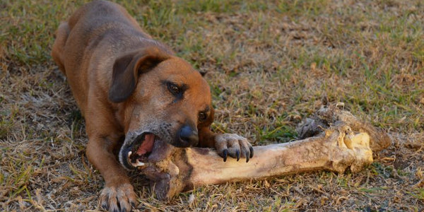 Is It Safe To Feed My Dog Bones?