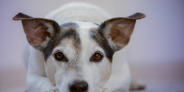 Dispelling Common Dog Myths
