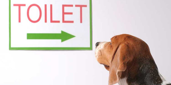 The Basics Part 1 – Potty Training 