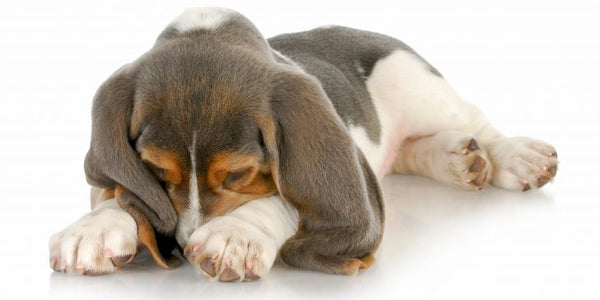 Dog Odours – Bad Smells Coming From Your Dog