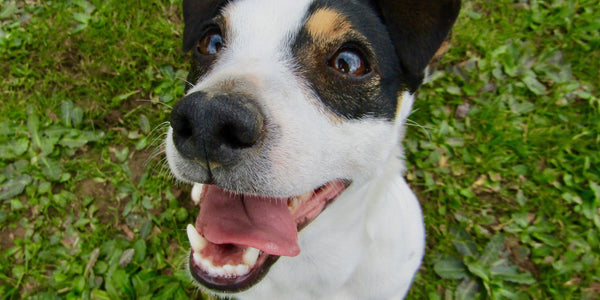 Dental Care For Dogs: What is Good Oral Hygiene?