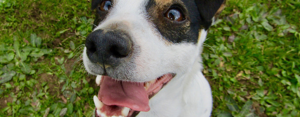 Dental Care For Dogs: What is Good Oral Hygiene?