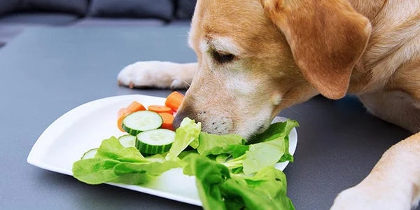 Dietary Fiber For Dogs — Is It Necessary?