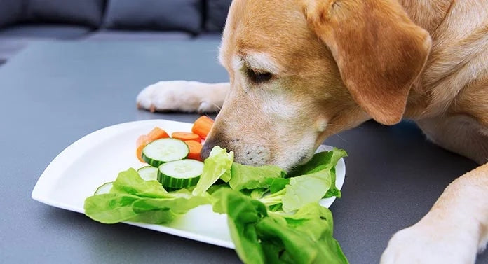 Dietary Fiber For Dogs — Is It Necessary?