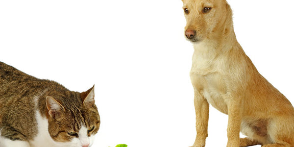 Good Cat Feeding Habits