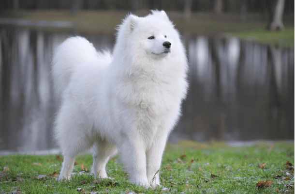 10 most best sale expensive dog