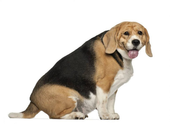 Help! I have A Overweight Dog! What should I do?