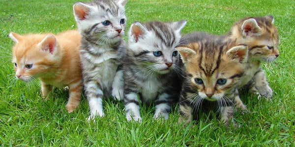 Should You Sterilise Your Cat?