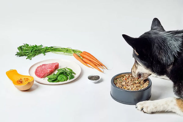 The Beginner's Guide to Premium Cooked Dog Food: Why Freshness Matters