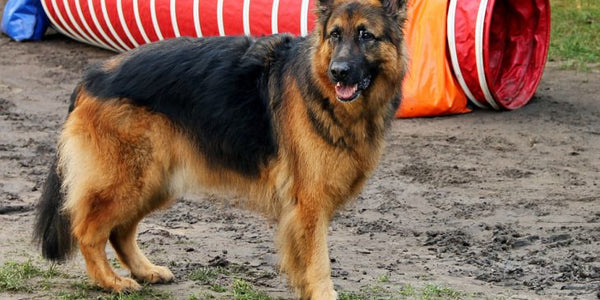Introduction To Dog Breeds – German Shepherd