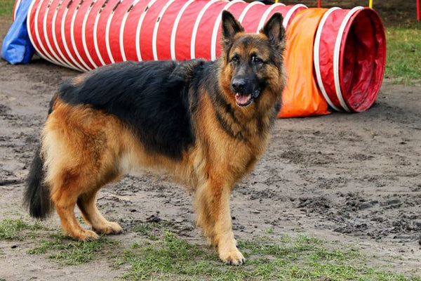 Introduction To Dog Breeds – German Shepherd