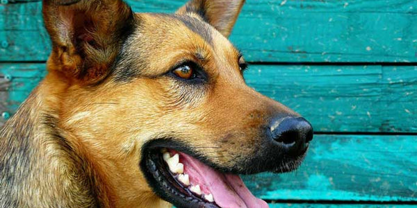 DIY Doggie Dental Care