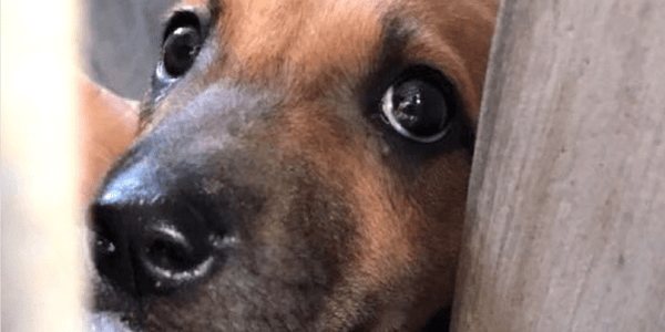 List Of HDB Approved Dogs In Singapore