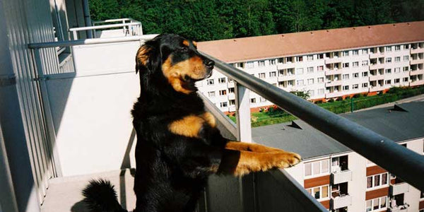 Living with Pets in High-Rise Homes