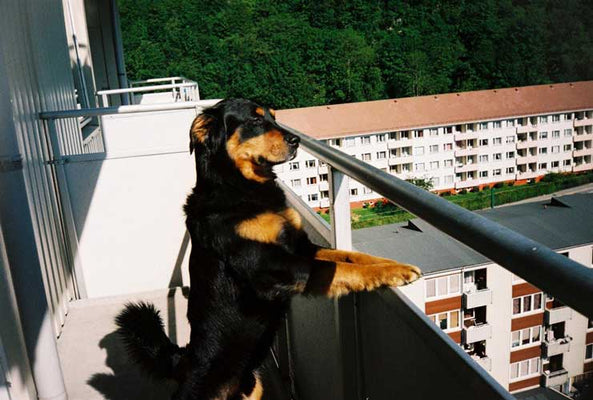 Living with Pets in High-Rise Homes