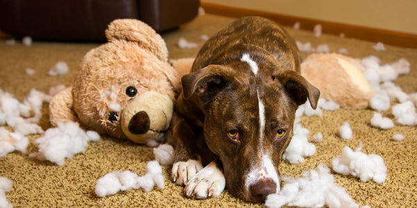 Pet Swallowed A Foreign Object? Here’s What You Should Do!