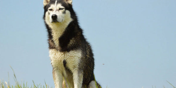 5 Things to Know Before Owning an Arctic Dog Breed in Singapore