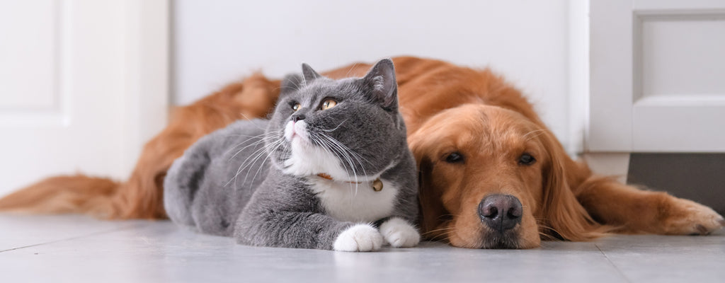 Best Pet Gadgets in Singapore — Smart Devices For Cats & Dogs!