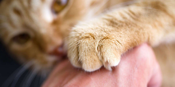 Cat Nail Biting, Chewing & Pulling — Should You Be Concerned?