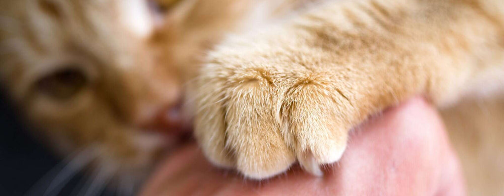 Cat Nail Biting, Chewing & Pulling — Should You Be Concerned?