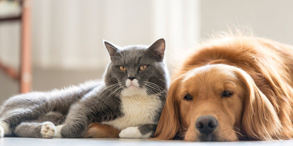 Mistakes Pet Owners Make — Don’t Do These With Your Cat or Dog!