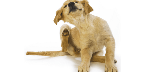 Managing Your Dog’s Skin Problems