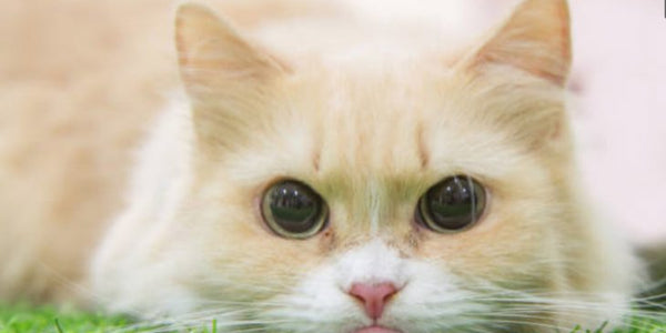 Introduction To Cat Breeds – Munchkin Cat