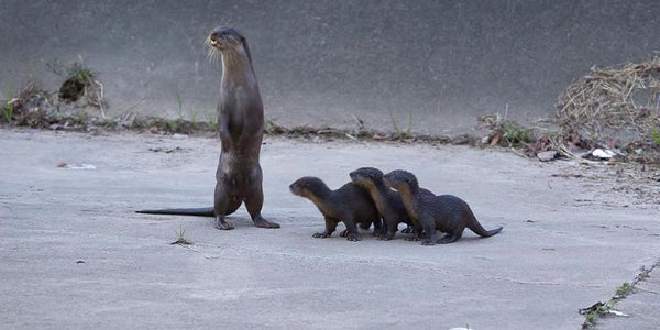 Local Fauna : Otters!