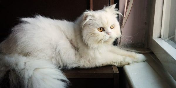 Introduction To Cat Breeds – Persian Cat