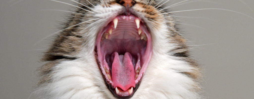 Dental Care For Cats —  Do You Need To Brush Your Cat’s Teeth?