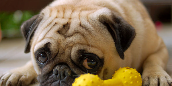 Dealing with Destructive Chewing