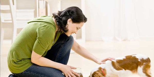 Young and Hungry: Feeding Your Puppy