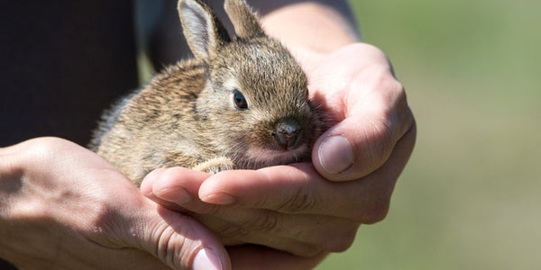 Biting Bunnies