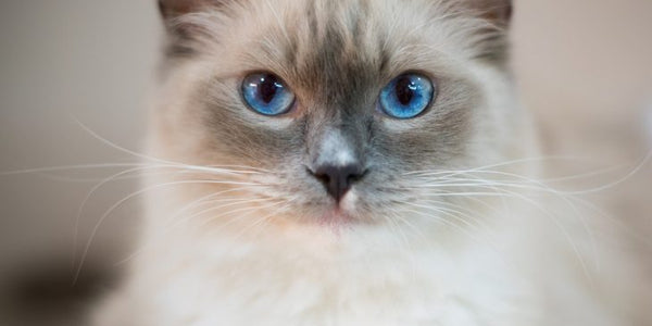 Introduction To Cat Breeds – Ragdoll Cat