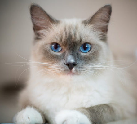 Introduction To Cat Breeds – Ragdoll Cat