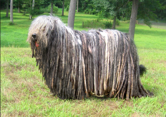 10 Rare Dog Breeds You’ve Probably Never Heard Of!