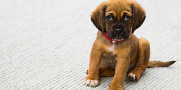 Top 11 Things Not To Feed Your Dog
