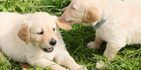 Should I Get A Second Dog – Am I Ready?