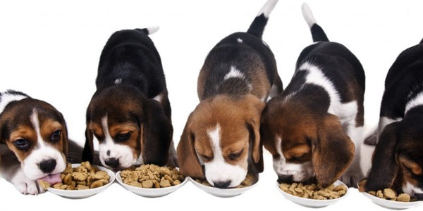 5 Reasons to Love Dehydrated Dog Food