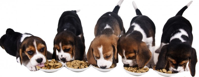 5 Reasons to Love Dehydrated Dog Food