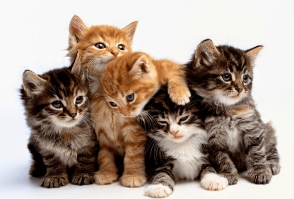 What are the Five Most Popular Cat Breeds: Top Feline Favorites Revealed
