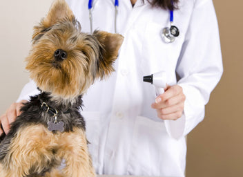 Pet Insurance in Singapore: The Nitty-Gritty