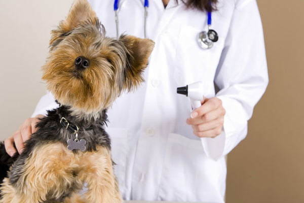 Pet Insurance in Singapore: The Nitty-Gritty