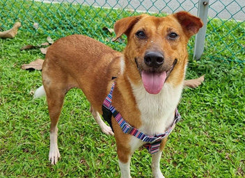 Singapore Special Dog: A Unique And Fascinating Dog Breed