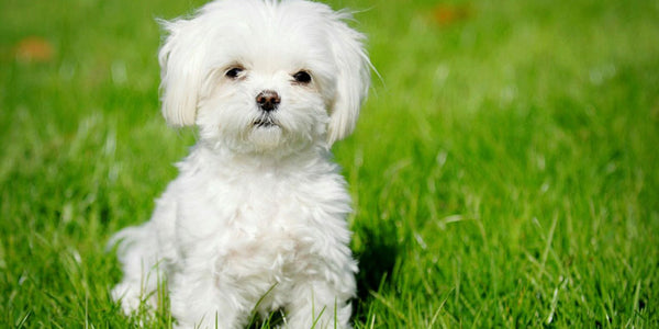 10 Most Popular Dog Breeds in Singapore