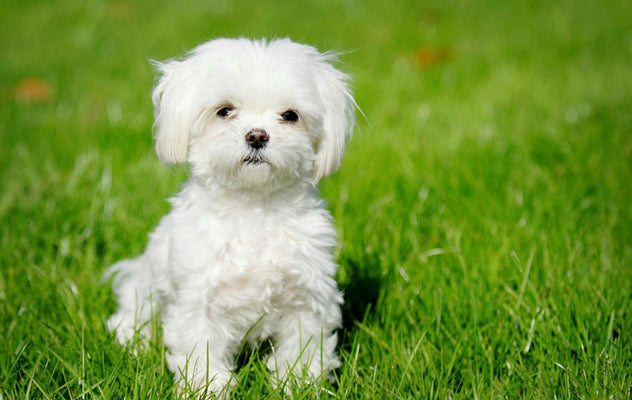 10 Most Popular Dog Breeds in Singapore